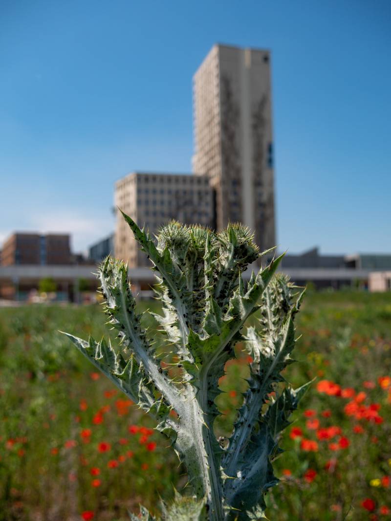 seestadt1_1040690.jpg